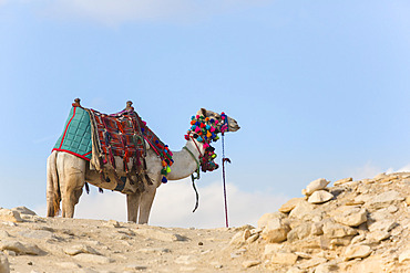 Decorated camel at the Step Pyramid of Djoser, the oldest known traditional travel in Saqqara, Egypt, Saqqara, Egypt