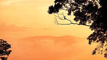 Two Mourning doves (Zenaida macroura) rest on a tree branch, silhouetted by a misty golden mountain sunset, Weaverville, North Carolina, United States of America