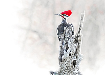 A rather annoyed looking male Pileated woodpecker (Dryocopus pileatus) clings to the top of a locust tree post, Weaverville, North Carolina, United States of America