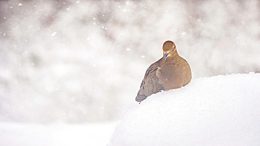 Mourning dove (Zenaida macroura) rests in the snow with its eyes closed, Weaverville, North Carolina, United States of America