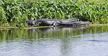 Fourteen foot alligator lying on the shore at the water's edge