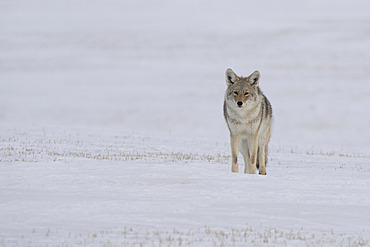 Coyote (Canis latrans) walking across a wintry landscape near Val Marie, Saskatchewan, Canada