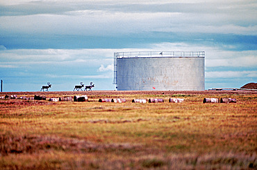 Three caribou (Rangifer tarandus) walk by oil storage tanks near Prudhoe Bay and the Point Lonely Short Range Radar Site, where the Central Arctic herd migrates north each summer, Alaska, United States of America