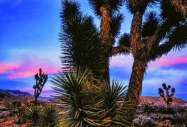 Joshua trees (Yucca brevifolia) are a type of yucca that can reach that Heavily dependent on annual rains, the native plant is formally known as Yucca brevifolia, which grows at lower elevations is desert terrain near the Virgin River in southwest Utah, Utah, United States of America