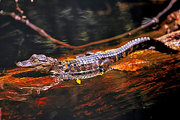 Young alligator hatchling (Alligator mississippiensis) suns on a sunken log in the Okefenokee Swamp. Mothers aggressively guard the nests when until the juveniles begin hunting on their own. American alligators were once threatened from hunting but with protections have recovered although hatchlings are vulnerable to predators, Georgia, United States of America