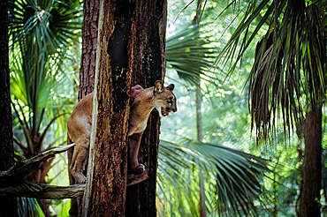 Florida panther (Felis concolor coryi) peering down from a tree, Florida, United States of America