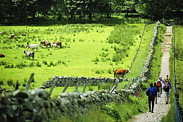 Hikers pass a field of cattle in the Scottish countryside, Scotland