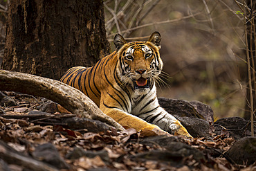 Portrait of Bengal tiger (Panthera tigris tigris) lying on ground amongst roots in forest, looking at the camera, Madhya Pradesh, India