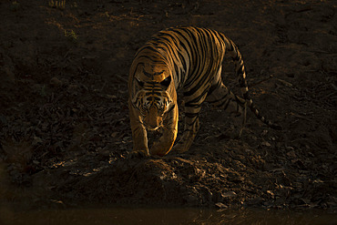 Portrait of Bengal tiger (Panthera tigris tigris) walking down to a rocky waterhole, Madhya Pradesh, India