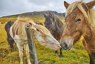 Icelandic ponies stand together behind a fence in a grass pasture near Stykkisholmur, Snaefellsnes peninsula, Iceland, Iceland