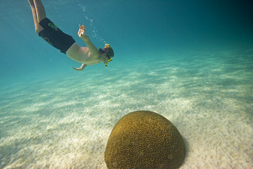 Young snorkeler dives toward coral in the Buccoo Reef and Nylon Pool, Tobago, Tobago, Republic of Trinidad and Tobago