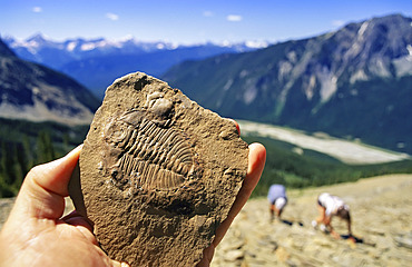 Fossil found in the shale at Burgess Shale in Yoho National Park, BC, Canada, British Columbia, Canada