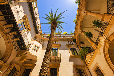 Interior patio of an old building with a large palm tree in the old town of Palermo in Sicily, Italy, Sicily, Italy