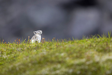 A collared pika (Ochotona collaris) pausing on the alpine tundra at Southcentral Alaska's Hatcher Pass, high in the Talkeetna Mountains north of Palmer in late August, Alaska, United States of America