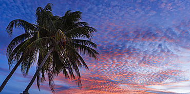 Silhouetted palm tree against a sunset sky with pink glowing clouds, Cayo Guillermo, Cuba