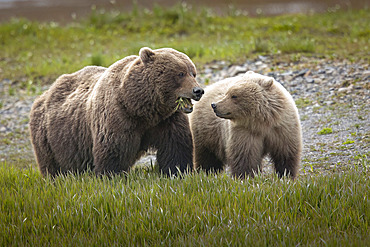 Sow brown bear (Ursus arctos) feeds on sedges as her yearling cub looks on near McNeil River, Alaska. Brown bears gather in the area each spring and early summer to feed heavily on nutritious sedges prior to the arrival of local salmon runs, Alaska, United States of America