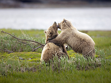 Yearling brown bear siblings (Ursus arctos) roughhousing near McNeil River, Alaska, while their mother feeds nearby on sedges, Alaska, United States of America