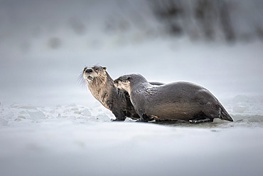 Portrait of a pair of river otters (Lutra canadensis) pause near an ice-fishing hole on an Anchorage area lake. Members of the weasel family, otters catch and eat trout, suckers and other fish, Anchorage, Alaska, United States of America