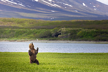 A brown bear (Ursus arctos) standing upright among the sedges, appears to dance to music only it can hear overlooking McNeil Cove in Southwestern Alaska, Alaska, United States of America