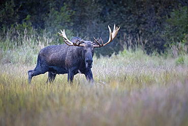 Alaska bull moose (Alces alces) patrols a marsh during the rut, or fall breeding season, in mid-September, Anchorage, Alaska, United States of America