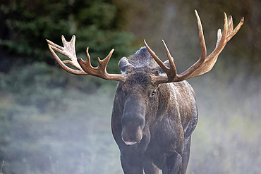 Bull moose (Alces alces) wades through the mist of a cool Southcentral Alaska evening during the September 'rut', or breeding season. Moose are the largest member of the deer family. The animals are circumpolar and the Alaska-Yukon race, Alces alces gigas, is the largest of all, Alaska, United States of America