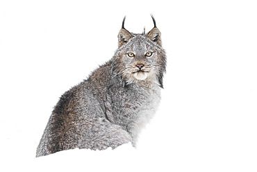 Close up portrait of a Canadian Lynx (Lynx canadensis) in the snow, Haines Junction, Yukon, Canada