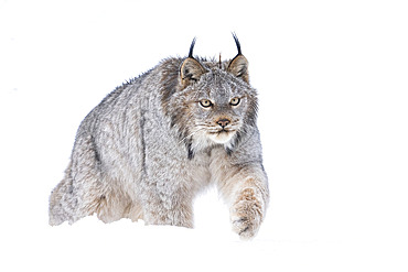 Close up portrait of a Canadian Lynx (Lynx canadensis) on the move in the snow, Haines Junction, Yukon, Canada