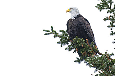 Close-up portrait of a bald eagle (Haliaeetus leucocephalus) looking out from its perch on a tree branch against a washed out sky, Haines, Alaska, Unites States Of America