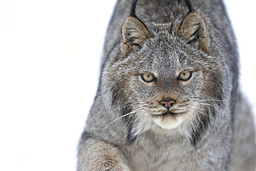 Close up portrait of a Canadian Lynx (Lynx canadensis) in the snow, Haines Junction, Yukon, Canada