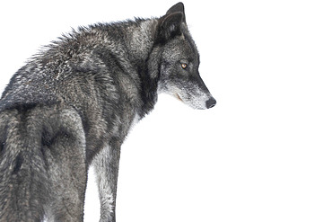 Close-up of a Wolf (Canis lupus) in the wild making eye contact, Haines Junction, Yukon, Canada