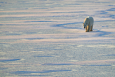 Polar bears (Ursus maritimes) walking on the snow, Churchill, Manitoba, Canada