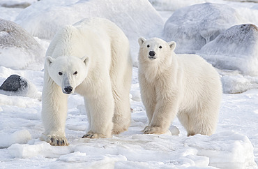 Portrait of two Polar bears (Ursus maritimus) in the snow and ice of the Canadian arctic, Churchill, Manitoba, Canada