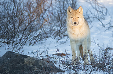 Portrait of a sunlit, wolf (Canis lupus) standing in the brush in the snow, Churchill, Manitoba, Canada