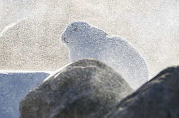 Arctic hare (Lepus arcticus) in a snowstorm, Churchill, Manitoba, Canada