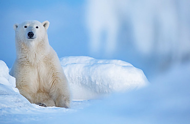 Portrait of a Polar bear (Ursus maritimus) sitting in snow on the Canadian tundra, Churchill, Manitoba, Canada