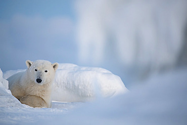 Portrait of a Polar bear (Ursus maritimus) lying in the snow looking out from behind a snowbank, Churchill, Manitoba, Canada