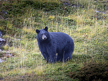 Portrait of a black bear (Ursus americanus) pausing on a mountainside from feeding on lowbush cranberries and looking at the camera on a mid-October afternoon in Southcentral Alaska's Chugach Mountains, Alaska, United States of America