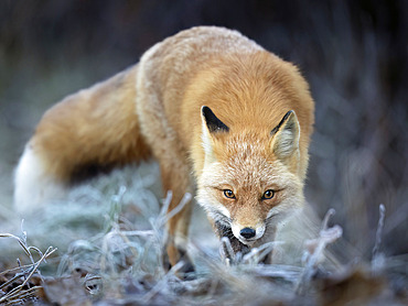 Portrait of a red fox (Vulpes vulpes) standing in the grass watching intently while hunting on a frosty October morning in Southcentral Alaska, Anchorage, Alaska, United States of America