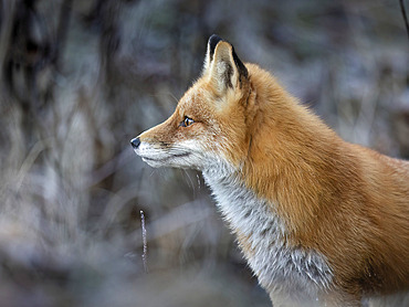 Close-up portrait of the profile of a red fox (Vulpes vulpes) pausing while hunting on a frosty October morning in South Central Alaska, Anchorage, Alaska, United States of America