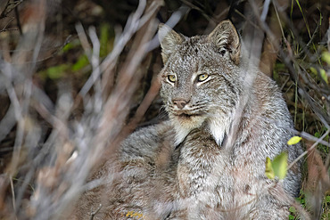 Close-up portrait of a Canada Lynx (Lynx canadensis) resting in the shadows of a Southcentral Alaska alder thicket. Lynx populations are closely linked to booms and busts in the numbers of their main prey the snowshoe hare, Alaska, United States of America