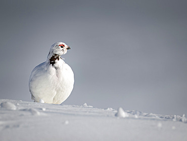 Close-up portrait of a male willow ptarmigan (Lagopus lagopus) showing early breeding colors in its neck and eye combs, surveying its high-country territory in Southcentral Alaska's Chugach Mountains on an April day. The head and neck will become completely chocolate-brown as the bird's breeding colors develop, Alaska, United States of America