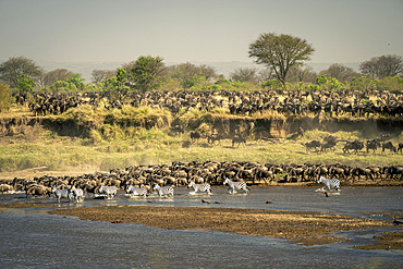 Scenic view of a large herd of blue wildebeest (Connochaetes taurinus) near shore of river while a group of plains zebra (Equus quagga) cross the water, Serengeti National Park, Tanzania, Africa