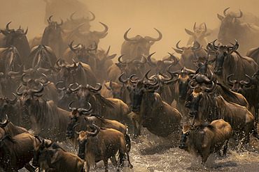 Close-up view of a large herd of blue wildebeest (Connochaetes taurinus) crossing the Mara River in dust clouds, Serengeti National Park, Tanzania, Africa