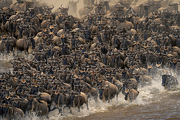 Close-up view of a herd of blue wildebeest (Connochaetes taurinus) crossing the Mara River in large numbers, Serengeti National Park, Tanzania, Africa