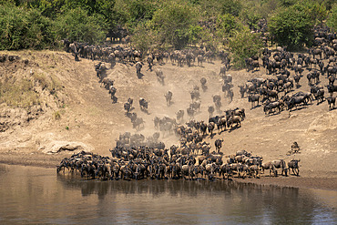 Blue wildebeest (Connochaetes taurinus) drink from river before crossing in Serengeti National Park, Tanzania