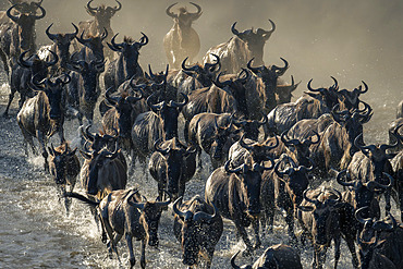 Blue wildebeest (Connochaetes taurinus) herd traverses stream in dust in Serengeti National Park, Tanzania