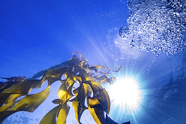 Kelp growing towards sunlight on the water's surface in Sooke Bay, Vancouver Island, British Columbia, Canada