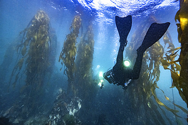 Divers moving through a kelp forest in Sooke Bay off the coast of Vancouver Island in the Pacific Ocean, Vancouver Island, British Columbia, Canada