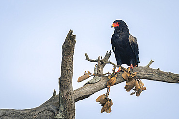 Bateleur (Terathopius ecaudatus) under blue sky on dead tree in Serengeti National Park, Tanzania