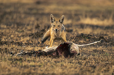 Black-backed jackal (Canis mesomelas) stands with kill watching camera in Serengeti National Park, Tanzania